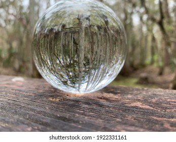 Photosphere In The Forest Of Florida