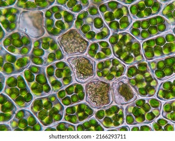 Photosynthesic cells in moss leaf, showing the bright green chloroplasts 