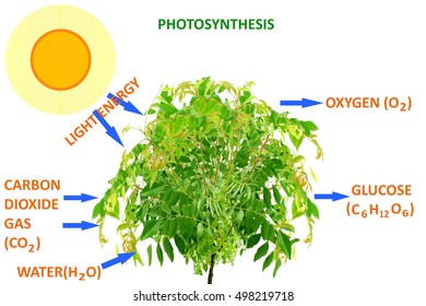 Photosynthesis Plant Concept Stock Photo 498219718 | Shutterstock