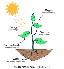 Photosynthesis Images, Stock Photos & Vectors | Shutterstock