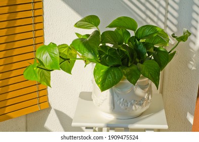 Phototropism. Houseplant growing towards sunlight on a terrace. Selective focus. - Shutterstock ID 1909475524