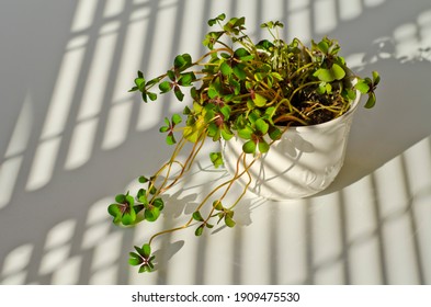 Phototropism. Houseplant growing towards sunlight on a terrace. Selective focus. - Shutterstock ID 1909475530