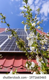 Photovoltaic Panels On A Slanted Roof And Fruit Tree Flowers 