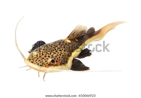 Phractocephalus Hemioliopterus White Background Stock Photo 650066923 ...