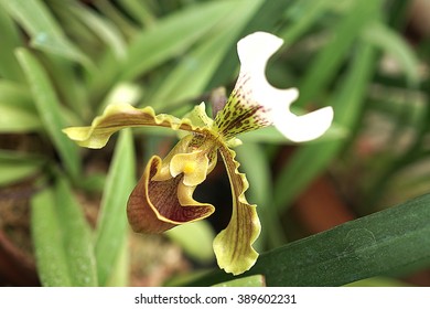 Phragmipedium blurred background