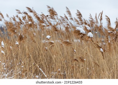 9,307 Water Common Reed Images, Stock Photos & Vectors | Shutterstock