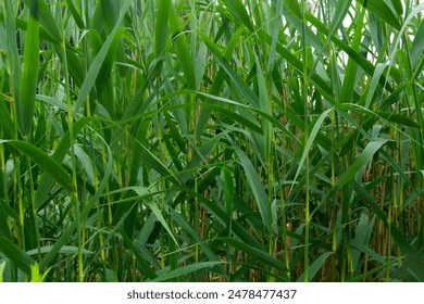 Phragmites australis, known as common reed, is broadly distributed wetland grass - Powered by Shutterstock