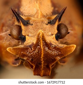 Phrictus Diadema, Another Dragon Fulgorid From The Smithsonian Collection, Macro Specimen, Face