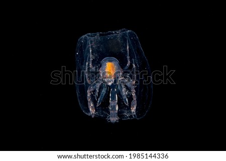Phronima Amphipod inside a hollowed out salp. Blackwater diving off Palm Beach, Florida.