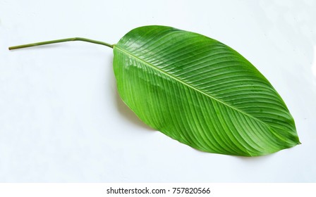 Phrynium leaf isolated on white background. Phrynium used to pack rice cake in Lunar new year