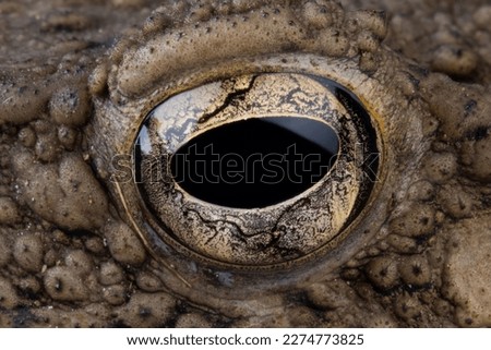Phrynoidis aspera toad closeup eyes, Detail eyes Phrynoidis aspera toad  