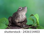 Phrynoidis aspera toad closeup on wood with isolated background, Phrynoidis aspera toad closeup