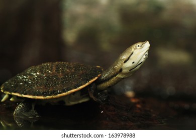 16 Phrynops Hilarii Images, Stock Photos & Vectors | Shutterstock