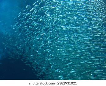 phto of school of anchovies in Marine World Uminonakamichi