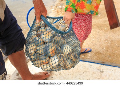 Phu Quoc island, Kien Giang province, VietNam - April 30, 2016 : seafood harvesting of marine fishermen in Phu Quoc Island. Basket cockle, oyster, shellfish in the sea of fishermen on Phu Quoc Island