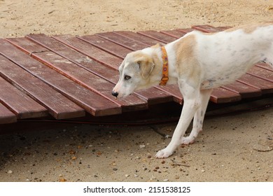 Phuket, Thailand 1 May 2022  The Creamy-brown White Dog With A Bite Of A Snack In Her Mouth Looked At The Person Who Gave The Food To Him With Paranoid Eyes.