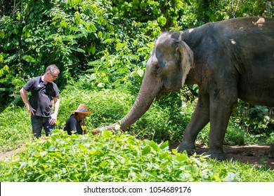 Phuket, Thailand: 12 March, 2017: Staff And Tourists With Elephants At The Phuket Elephant Sanctuary.