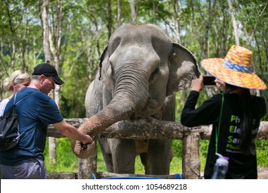 Phuket, Thailand: 12 March, 2017: Staff and tourists with elephants at the Phuket Elephant Sanctuary.
