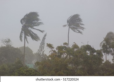 Phuket, Thailand. Strong Storm Wind Sways The Trees And Breaks The Leaves From The Two Palm Trees. The Street Is Heavy Rain. The Weather Turned Bad. Declared A Storm Warning