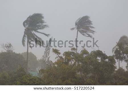 Phuket, Thailand. Strong storm wind sways the trees and breaks the leaves from the two palm trees. The street is heavy rain. The weather turned bad. Declared a storm warning