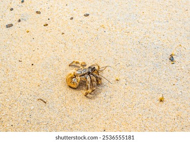 Phuket,Thailand-May 12th 2024:hermit crab walking on sandy beach of Kamala beach - Powered by Shutterstock