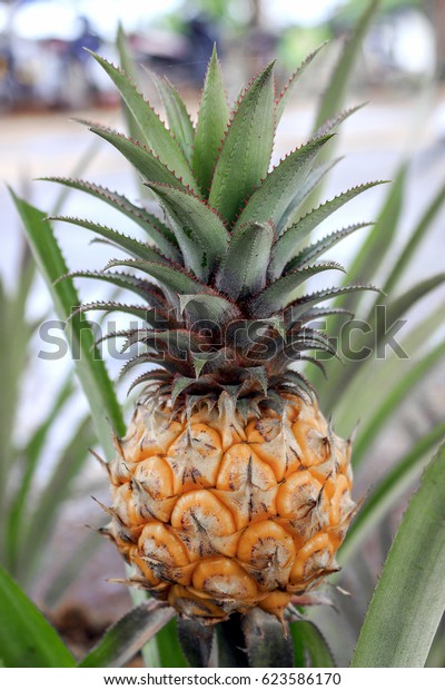 Phulae Pineapple Garden Softfocus Background Over Stock Photo 623586170
