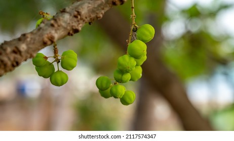 Phyllanthus acidus, known as the Otaheite Gooseberry, Malay, Tahitian, country Gooseberry, starberry, arbari, West India Gooseberry, or simply gooseberry tree