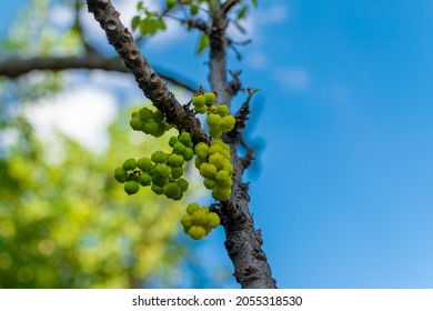 Phyllanthus acidus also known as star gooseberry, Malay gooseberry, country gooseberry which bears small yellowish green berries. Used selective focus on berries with blurry blue sky during day time.