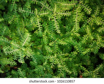 Phyllanthus Amarus Seedunderleaf Egg Woman Tamalaki Stock Photo (Edit ...