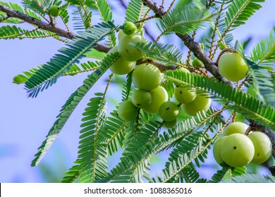Phyllanthus emblica (Emblic myrablan, Malacca tree, Indian gooseberry, Amla, Amalaka) ; A density of round hard fruits, Yellowish green, on high tree. Together with small leaves go along the branch.