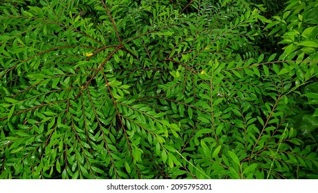 68 Phyllanthus myrtifolius Images, Stock Photos & Vectors | Shutterstock