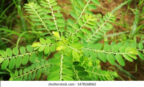 Phyllanthus Niruri Widespread Tropical Plant Commonly Stock Photo ...