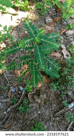 Phyllanthus urinaria,efficacious medicinal plants.meniran leaf