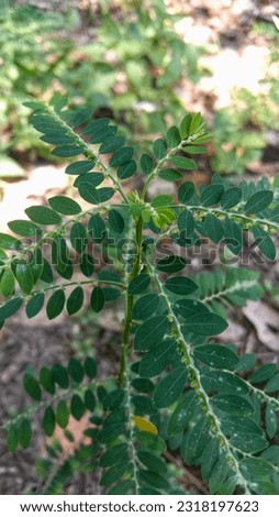 Phyllanthus urinaria,efficacious medicinal plants.meniran leaf
