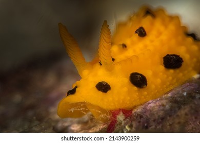 Phyllidia polkadotsa is a species of sea slug,This nudibranch has a yellow or orange coloured dorsum with large round black spots.  Macro shot with deliberately blurred background.
