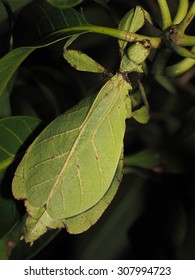 Phylliidae, Leaf Mantis 