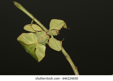 Phylliidae In The Nature