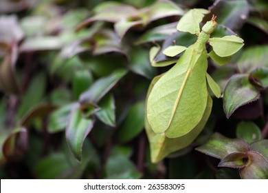 Phyllium Giganteum, Leaf Insect