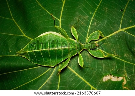 Phyllium is the largest and most widespread genus of leaf insects in the family Phylliidae (Phasmatodea). They can be found in Sundaland, Philippine Islands, Wallacea, Australasia.