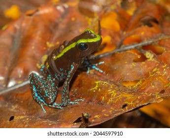 Phyllobates Aurotaenia Is A Member Of The Frog Family Dendrobatidae