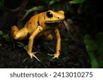 Phyllobates terribilis "golden poison frog" closeup on grass, Golden poison dart frog closeup