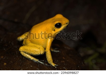 Phyllobates terribilis poison dart frog southamerica