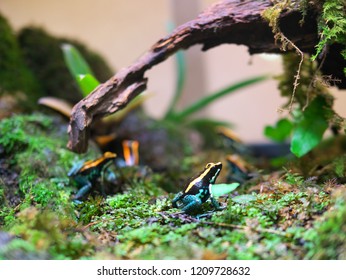 Phyllobates Vittatus. Costa Rica