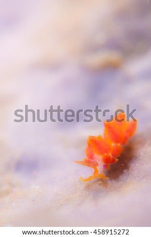 Starfish on a beach