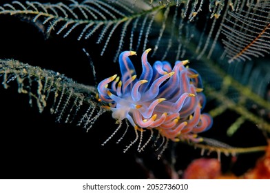 phyllodesmium nudibranch underwater macro photograpy