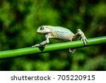 Phyllomedusa bicolor - "Giant waxy monkey frog