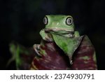 Phyllomedusa bicolor (waxy monkey) on branch, Phyllomedusa bicolor "Giant waxy monkey frog, Giant waxy monkey frog closeup