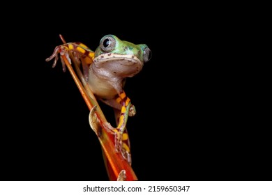 Phyllomedusa Hypochondrialis Closeup On Red Bud, Northern Orange-legged Leaf Frog Or Tiger-legged Monkey Frog Closeup On Green Leaves