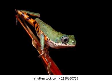 Phyllomedusa Hypochondrialis Closeup On Red Bud, Northern Orange-legged Leaf Frog Or Tiger-legged Monkey Frog Closeup On Red Bud