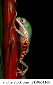 Phyllomedusa Hypochondrialis Closeup On Red Bud, Northern Orange-legged Leaf Frog Or Tiger-legged Monkey Frog Closeup On Green Leaves